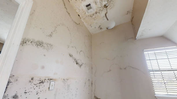  Golden Valley, MN Mold Removal Pros