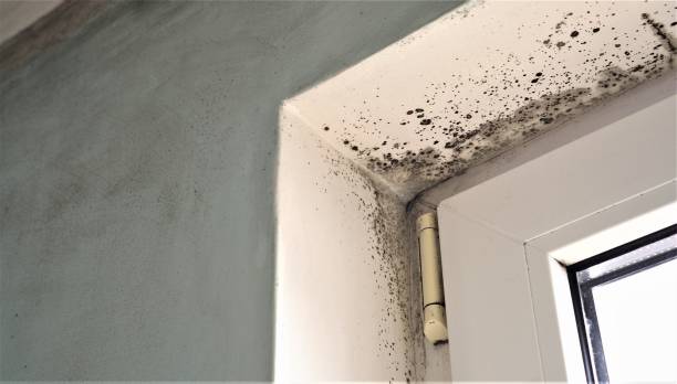 Best Mold Documentation for Insurance Claims  in Golden Valley, MN