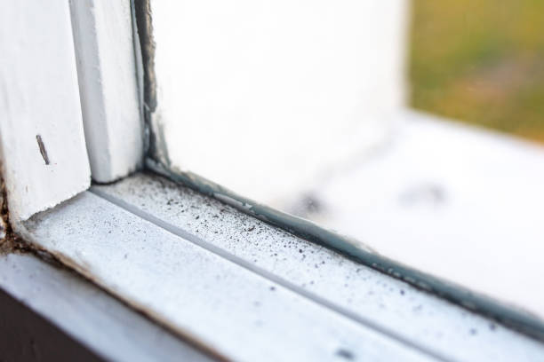 Best Basement Mold Removal  in Golden Valley, MN